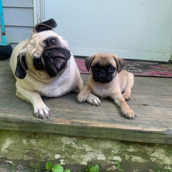 Meet your Posher, Clarice - Picture 6 of 8